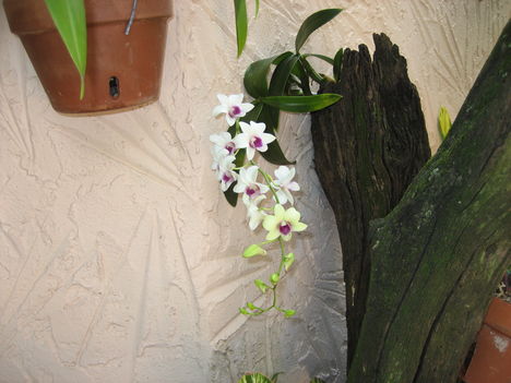 orchideák 8