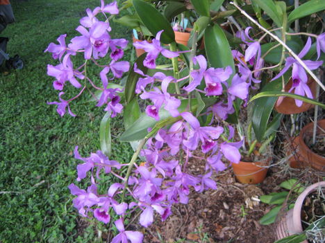 orchideák a szabadba 10
