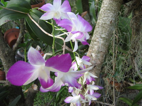 orchideák a szabadba 11