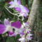 orchideák a szabadba 11