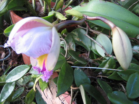 orchideák a szabadba 12