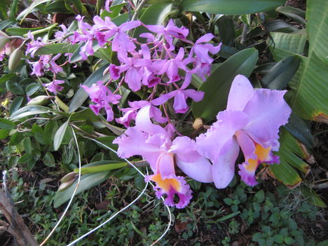 orchideák a szabadba 13