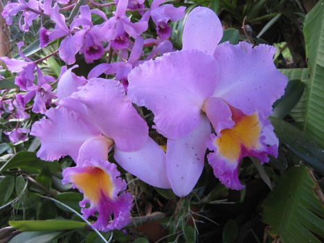 orchideák a szabadba 14