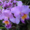 orchideák a szabadba 14