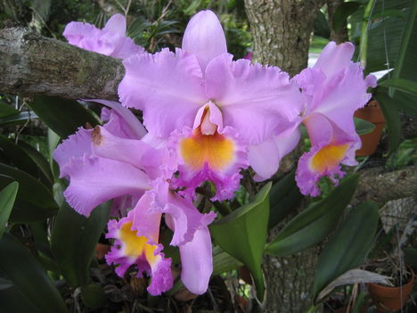 orchideák a szabadba 16