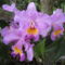 orchideák a szabadba 16