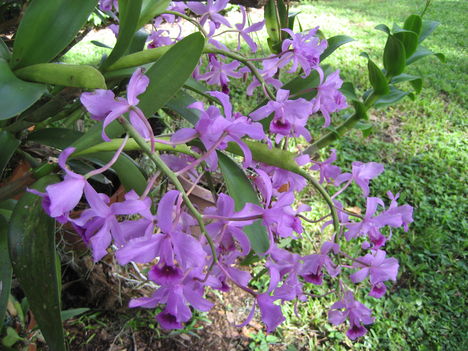 orchideák a szabadba 17