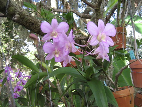 orchideák a szabadba 18