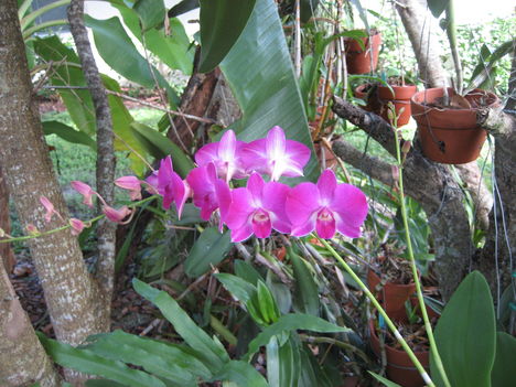 orchideák a szabadba 1