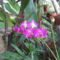 orchideák a szabadba 1