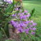 orchideák a szabadba 2