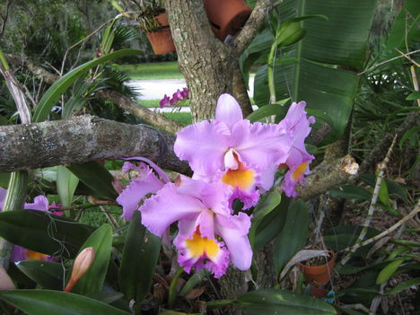 orchideák a szabadba 4