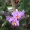 orchideák a szabadba 4