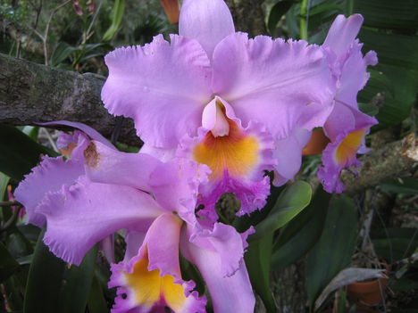 orchideák a szabadba 5