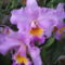 orchideák a szabadba 5