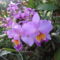 orchideák a szabadba 6