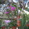 orchideák a szabadba 7