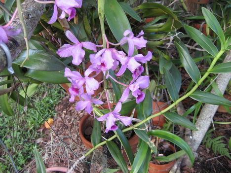 orchideák a szabadba 8
