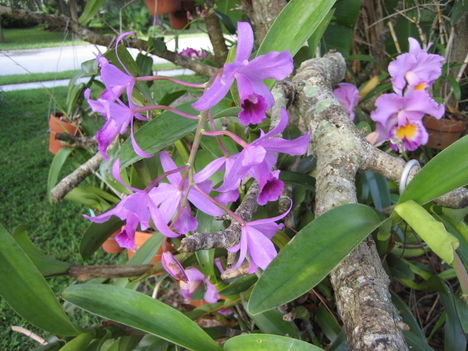 orchideák a szabadba 9