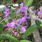 orchideák a szabadba 9