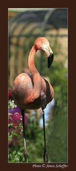 2007_Flamingo4_800