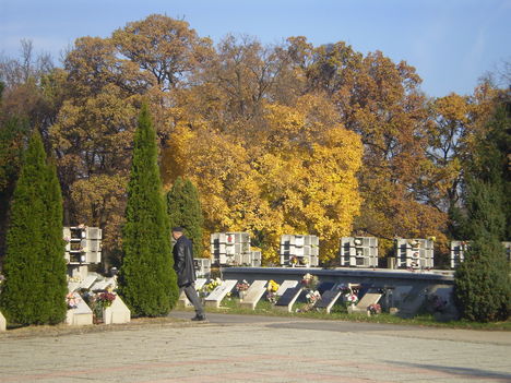 Ezekben a napokban sok ilyen őszülő fákkat lehet látni a temetőkben.