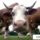 Cow_tehen_925073_94671_t