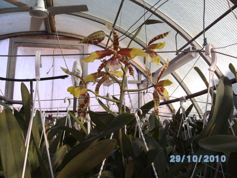 orchideák 101