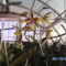 orchideák 101