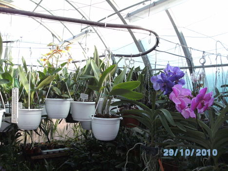 orchideák 105