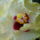 Vegre_kinyilt_a_sarga_hibiscus_1_925684_39937_t