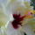 Vegre_kinyilt_a_sarga_hibiscus_2_925694_47809_t