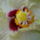 Vegre_kinyilt_a_sarga_hibiscus_3_925686_32157_t