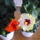 Vegre_kinyilt_a_sarga_hibiscus_4_925786_85896_t