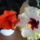 Vegre_kinyilt_a_sarga_hibiscus_5_925688_47724_t
