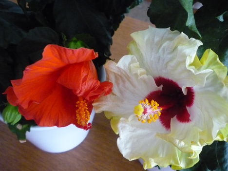 VÉGRE KINYÍLT A SÁRGA HIBISCUS 5