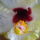 Vegre_kinyilt_a_sarga_hibiscus_6_925689_68035_t