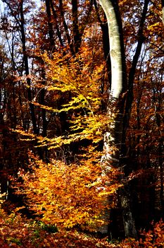Őszi sárga fa magányosan