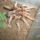 Citharischius_crawshayi_adult_nosteny_927427_63827_t