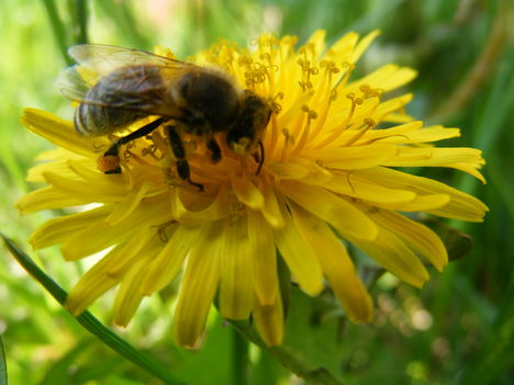 Méh dolgozó gyűjti a virágport a gyermekláncfű virágáról