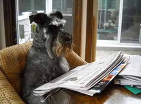 schnauzer-reading-newspaper-chair