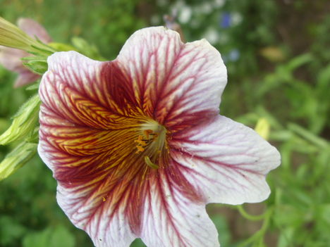 Egynyári Trombita virág
