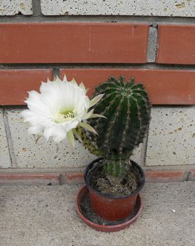 Kaktusz 2010