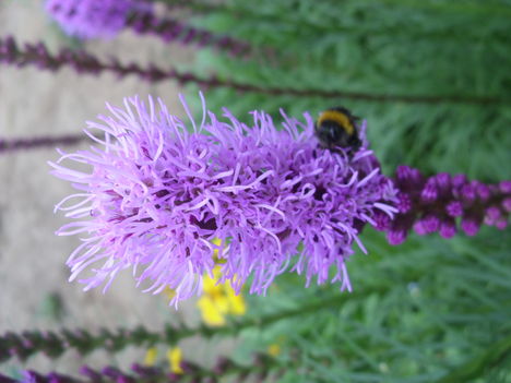 Liatris