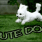 cute-dog-17-(combine)