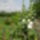 Dscn1080majva_rozsaval_kezdonk_929832_87649_t