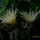 Astrophytum_ornatum_92163_327938_t