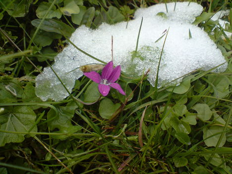 Fázós kis virág