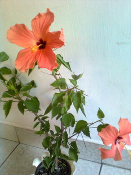két virággal