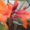 Virágok 10   Narancs szin  Kanna virág